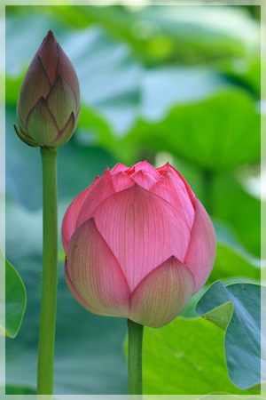 Thai Lotus