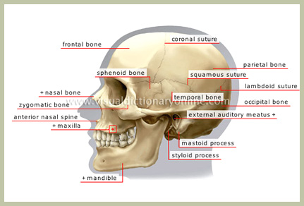Adult skull