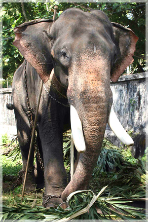 Male Asian Elephant.